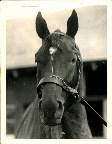 1937 Man o War Racehorse "The Sporting News Collection Archives" Original 6.5" x 8.5" Photo (Sporting News Collection Hologram/MEARS Photo LOA)