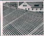 1947-59 Boston Braves Field The Sporting News Collection Archives Original Type 1 Photo - Lot of 14 (Sporting News Collection Hologram/MEARS Type 1 Photo LOA)