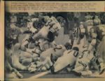 1960s to 1990s College and Professional Football Denver Post Original Type 1 Photos (MEARS Type 1 Photo LOA) - Lot of 1000