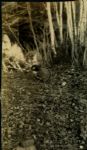 Ty Cobb For The Birds - Rex Teeslink Original Type 1 3" x 5" Personal Photo (LOA MEARS/Rex Teeslink) - Lot of 6