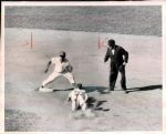 1950s to 1990s Assorted Baseball Photos Chicago Sun-Times Original Type 1 Photos (MEARS Type 1 Photo LOA) - Lot of 220