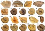 1940s - 60s Treasure Trove of 19 Store Model Player Endorsed Baseball Gloves