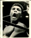 1960s circa Muhammad Ali Original Photo (MEARS Photo LOA)