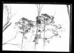 1900s Detroit Wildcats Stadium Glass File Negative (The Detroit News Hologram/MEARS Auction LOA) - Lot of 7