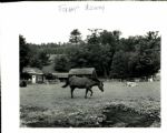 1989 Cooperstown New York on Otsego Lake The Sporting News Collection Archives Original Photo (Sporting News Collection Hologram/MEARS Photo LOA) - Lot of 12