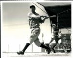 1909-46 Detroit Tigers The Sporting News Collection Archives Modern Prints (Sporting News Collection Hologram/MEARS Photo LOA) - Lot of 90