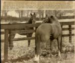 1973 Triple Crown Winner Secretariat The Chicago Sun-Times Collection Archives Original Photos (Chicago Sun-Times Hologram/MEARS Photo LOA) - Lot of 8