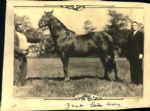 1932 Man o War Racehorse with Arctic Explorer "The Sporting News Collection Archives" Original 5.5" x 7.25" Photo (Sporting News Collection Hologram/MEARS Photo LOA)
