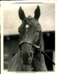 1937 Man o War Racehorse "The Sporting News Collection Archives" Original 6.5" x 8.5" Photo (Sporting News Collection Hologram/MEARS Photo LOA)