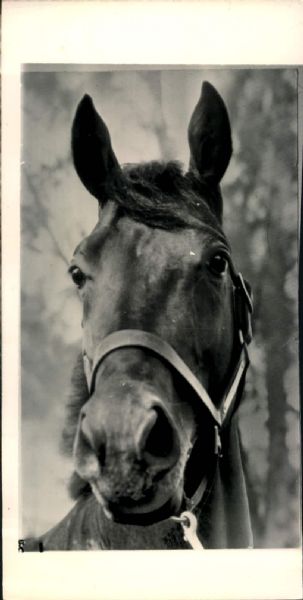 1930s circa Seabiscuit Racehorse "The Sporting News Collection Archives" Original 4" x 8" Photo (Sporting News Collection Hologram/MEARS Photo LOA)