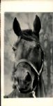 1930s circa Seabiscuit Racehorse "The Sporting News Collection Archives" Original 4" x 8" Photo (Sporting News Collection Hologram/MEARS Photo LOA)