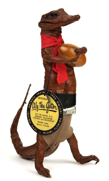 1940-50s Real Life Aly The Florida Gator Crocodile With Football in Arm 