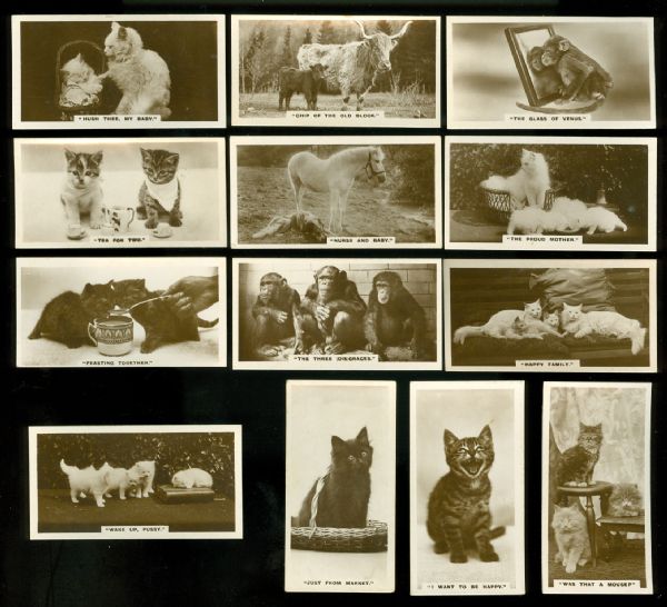 1931 Real Photographs Animals Collection (13)