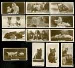 1931 Real Photographs Animals Collection (13)