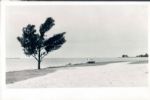 1950s-80s John Rogers Archives Original Americana Photos Arts Entertainment Leisure - Lot of 1000 ($15,000-$18,000 Value)