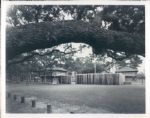 1950's-80's John Rogers Archives Original Americana Photos Arts Entertainment Leisure - Lot of 1000 ($15,000-$18,000 Value)