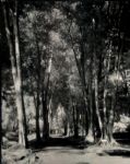 1940's-80's Landscapes The Great Outdoors John Rogers Collection Archives Original Photos (MEARS LOA) - Lot of 60