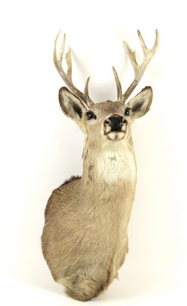 The North Woods 10 Pointer Whitetail Buck Taxidermy