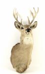 The North Woods 10 Pointer Whitetail Buck Taxidermy