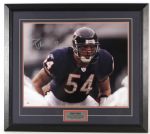 2000s Brian Urlacher Chicago Bears Signed 24" x 28" Framed Photo Display (Legends of the Field COA)