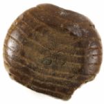 1924-30 Bill Terry New York Giants Zinn Beck 300 Professional Model Game Used Bat (MEARS LOA)