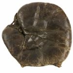1900-1910 circa Reach Adult Buckle Back Base Mitt Glove (MEARS LOA)