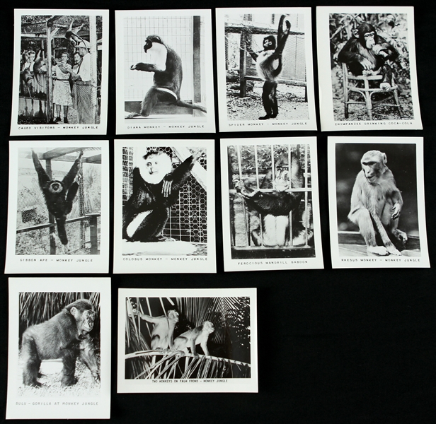 1960s Primates 2.5" x 3.5" Monkey Jungle Photo Collection - Lot of 10