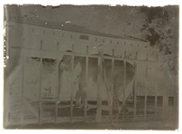1920's-30's Monuments & Zoo 5 x 7 Glass Plate Negatives - Lot of 4 