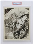 1960s Johnny Weissmuller Tarzan 8" x 10" Photo (PSA Slabbed Type 2)